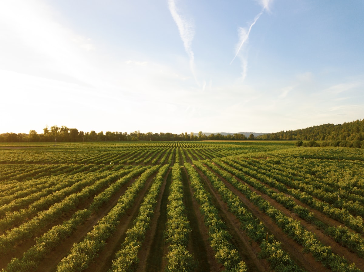 Campo agrícola